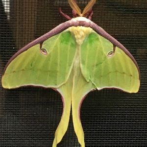 Meet your Posher, Debra